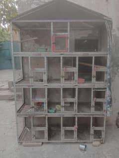 cage birds