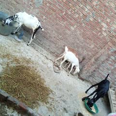 goats