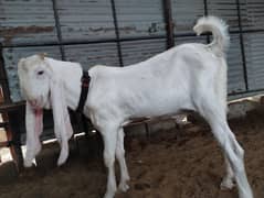 gulabi bakra 4 month