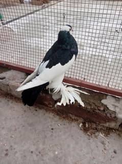 Black megpai female for sale .