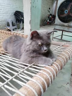 Cat for sale