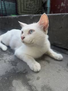 Persian