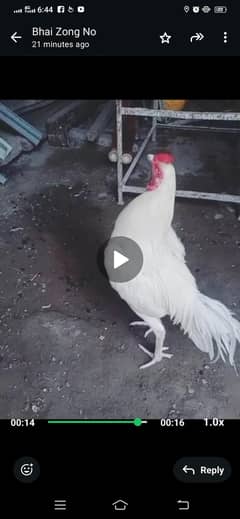 heera patha
