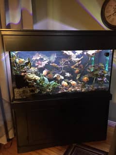 two 12mm clear glass aquariums for sale