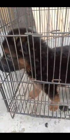 chocolate brown Labrador puppy and German shepherd