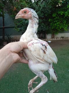 aseel chicks chuze