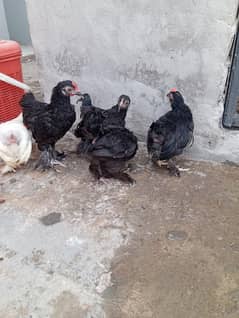 Bentum Hens