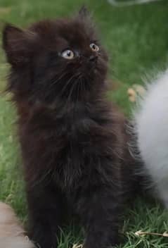  Persian kitten