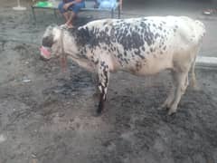 cross breede 8 month a