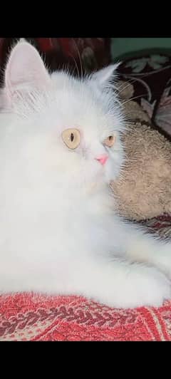 perision cat for sell age 1 year and 6 or 7 month old