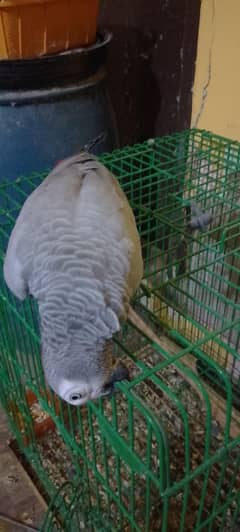 African grey parrot female talking and hand tamed