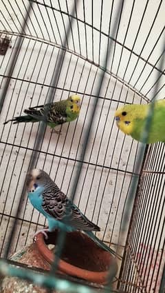 I want to sell my Australian parrot