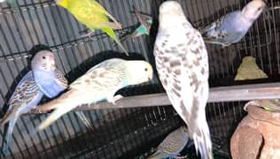 Austrailian parrots pairs and single parror for sale