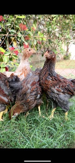 Wyandotte 4 females 1 male healthy and active