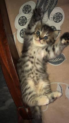 persian kitten for sale