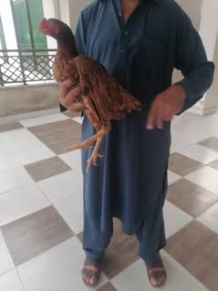 Aseel madi lahki breed