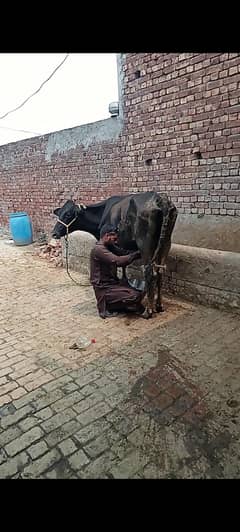 cow for sell