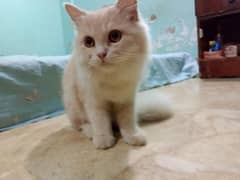 Persian kitten for sale
