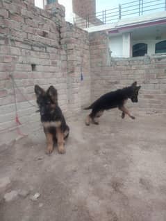 doag