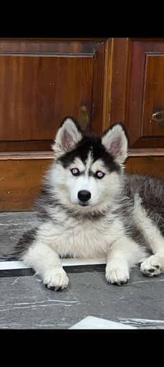 Siberian