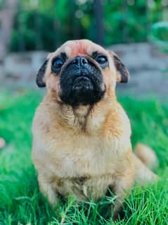 Pug
