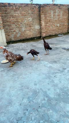 1 murgi ha us ka 3 bacha ha healthy ha