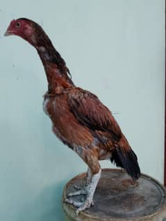 Aseel old bloodline