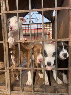 American bully pups
