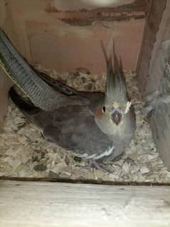 Cockatiel parrot female