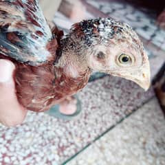 aseel chick for sale