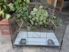 cage for Sale – Parrot Cage