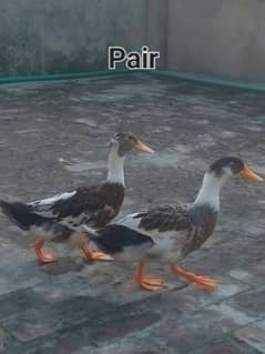 Ducks for sale urgent sale