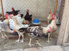 12 piece Male Roosters for both meat and breed.