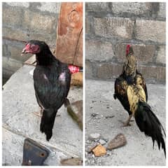 Aseel Pair