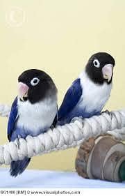 love birds available