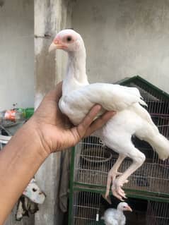 Heera aseel chicks