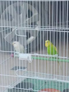 Bugies parrot 