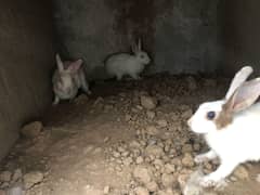 rabbit