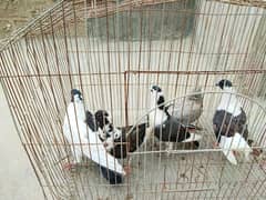 for sale kaboter Gola Ghar ke