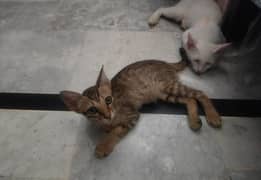 pair of semi persian for adoption