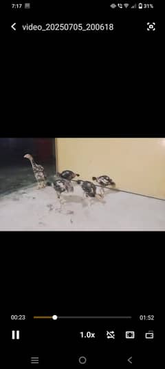 beautiful 5 barmi chicks available
