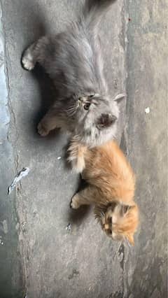 8 month Cat pair