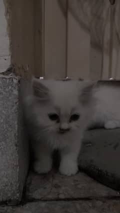 Persian Kittens Triple coated punch face