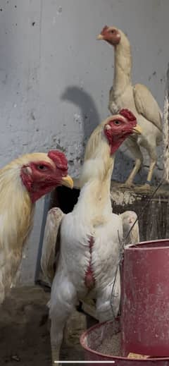 white shamo chicke/pure aseel shamo/high quality shamo