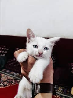 Persian stray cat cross breed kitten for sale