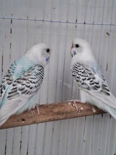 Tcb Budjie 1 pair