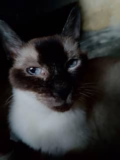 saimese cat