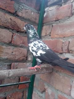 9 kabotar for sale 03105074582