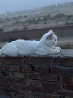 Persian cat 8 month age ghr ki pali ha