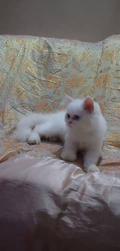 Pure persian cat